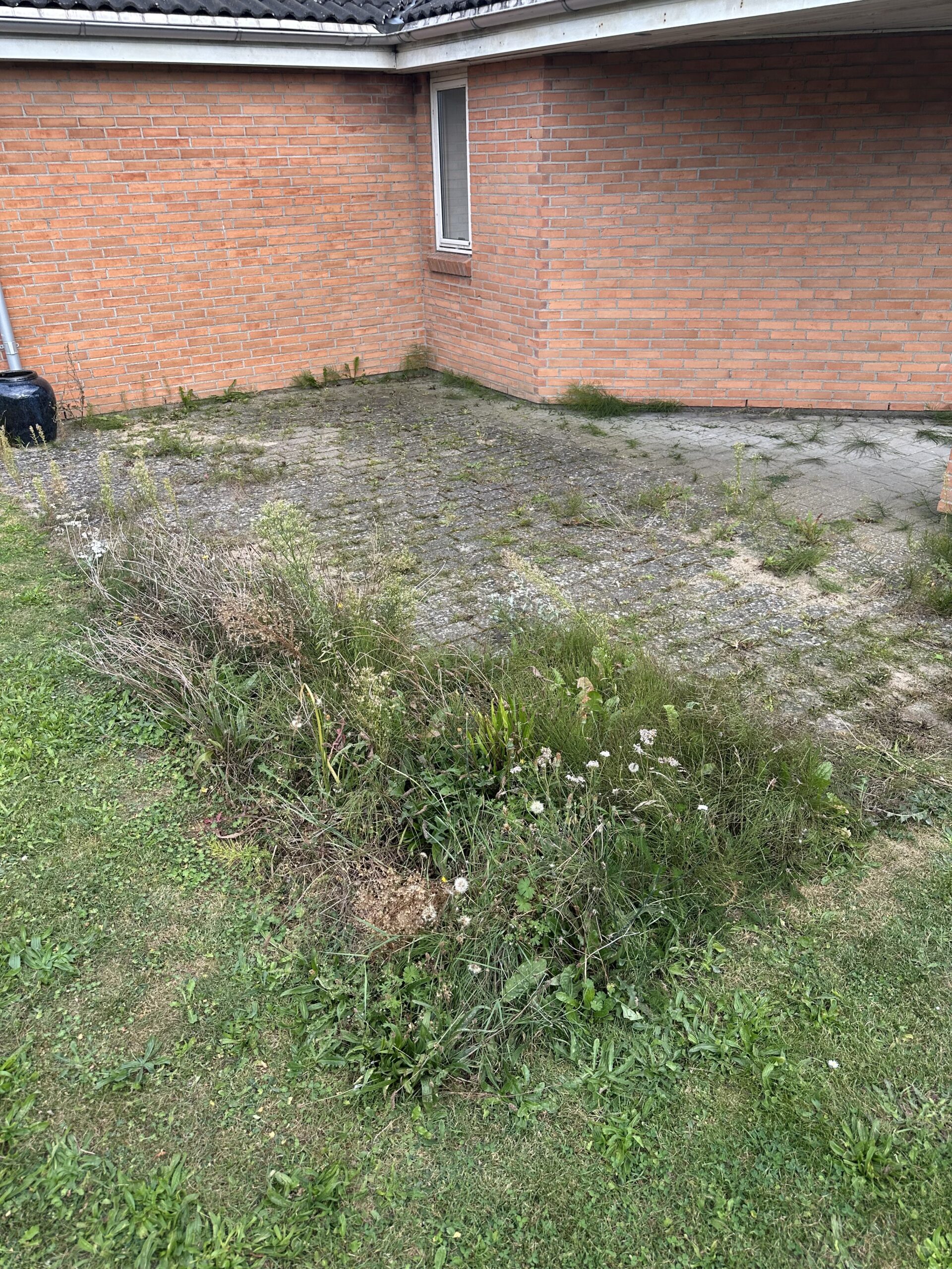 Hus før facaderens - alger og snavs på facaden