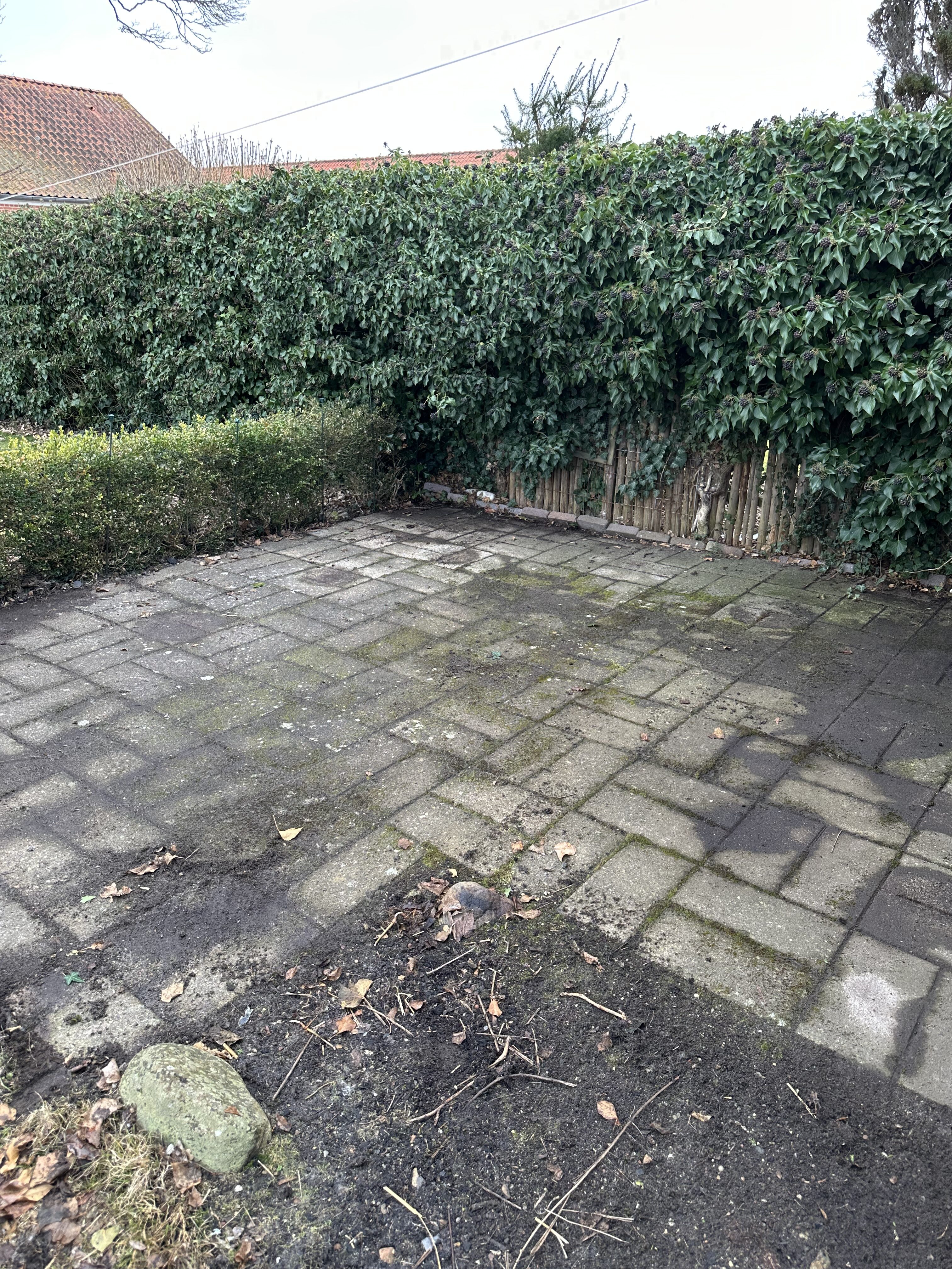 Terrasse før algebehandling - grønne belægninger